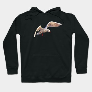 Seagull Hoodie